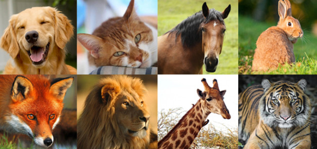 versi animali